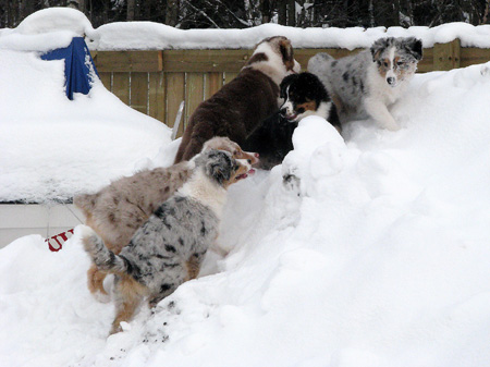 H-litter at 4 months20