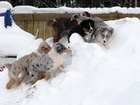 H-litter at 4 months21