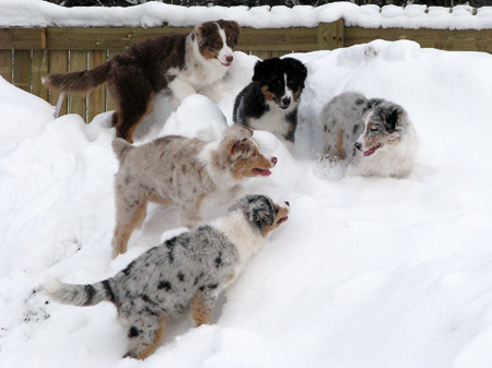 H-litter at 4 months22