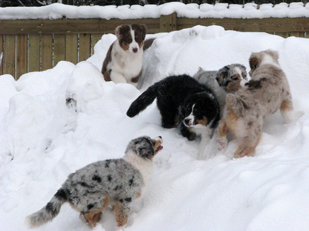 H-litter at 4 months23