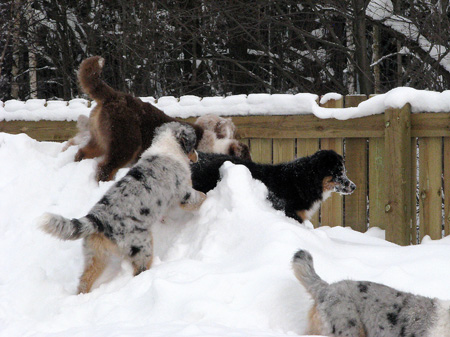 H-litter at 4 months24