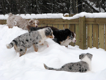 H-litter at 4 months25