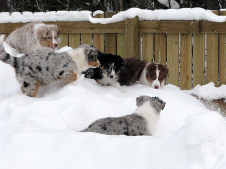 H-litter at 4 months26