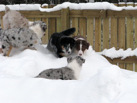 H-litter at 4 months27