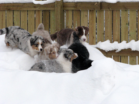 H-litter at 4 months28