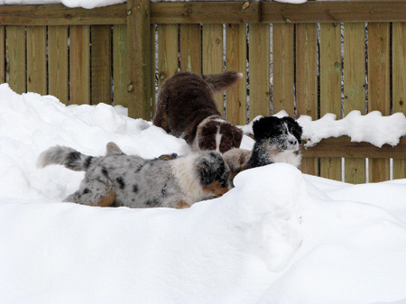 H-litter at 4 months29