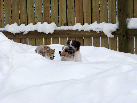 H-litter at 4 months30