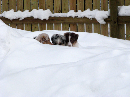 H-litter at 4 months31