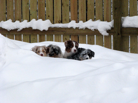 H-litter at 4 months32