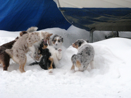 H-litter at 4 months33