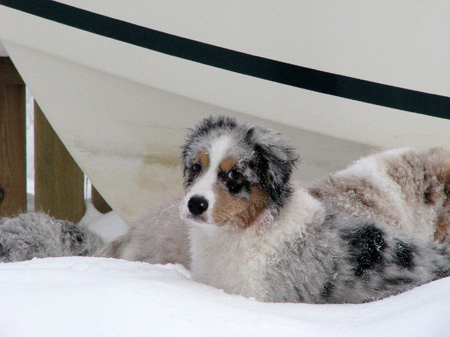 H-litter at 4 months35