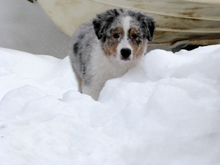 H-litter at 4 months37