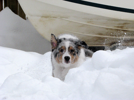 H-litter at 4 months38
