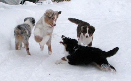 H-litter at 4 months4