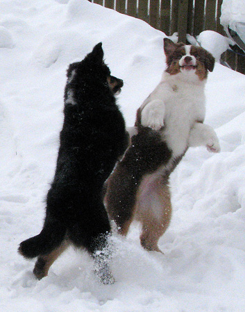 H-litter at 4 months5