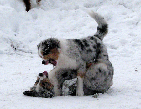 H-litter at 4 months6