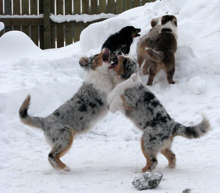 H-litter at 4 months8