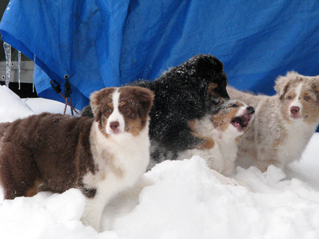 H-litter at 4 months9