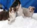 H-litter at 4 months10