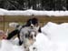 H-litter at 4 months18