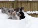 H-litter at 4 months28