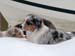 H-litter at 4 months34