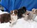 H-litter at 4 months9
