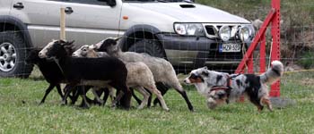 Drover's Counting Sheep, Oswald