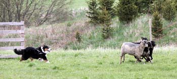Drover's Evryboyzdream, Signe2
