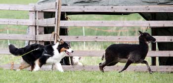 Drover's Evryboyzdream, Signe3
