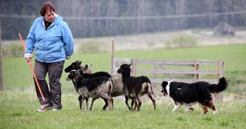 Drover's Evryboyzdream, Signe4