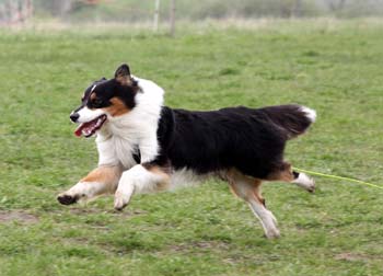 Drover's Frigg'n Fabulous, Fasu