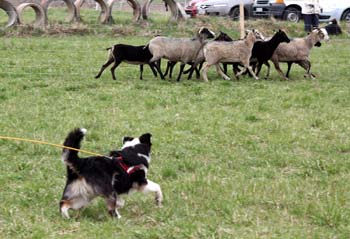 Drover's Good Luck Charm, Greta1