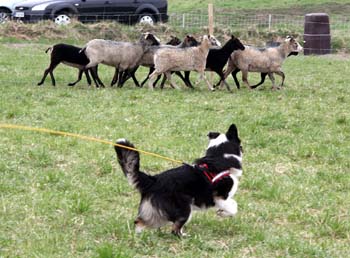 Drover's Good Luck Charm, Greta2