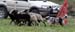 Drover's Counting Sheep, Oswald