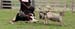 Drover's Forevermore, Fara4