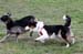 Drover's Forevermore, Fara7