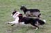 Drover's Forevermore, Fara8