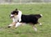 Drover's Frigg'n Fabulous, Fasu