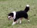 Drover's Frigg'n Fabulous, Fasu5