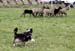 Drover's Good Luck Charm, Greta1