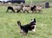 Drover's Good Luck Charm, Greta2