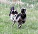 Drover's Good Luck Charm, Greta3