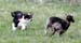 Drover's Good Luck Charm, Greta4