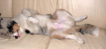 Albin is a couch potato
