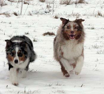 Pinja and Thyra