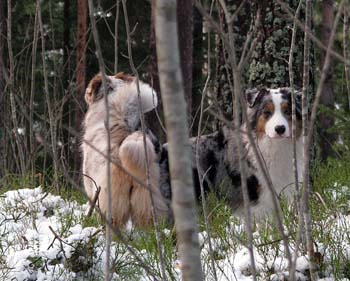 Thyra and Albin1