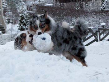 Jan 23rd Gösta and Albin with the icy football
