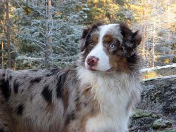 Jan 4th Edith in a frosty forest
