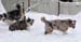 Jan 23rd snowfun10